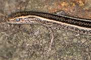 Elegant Snake-eyed Skink (Cryptoblepharus pulcher)